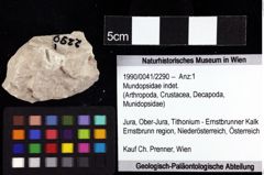 Foto (Objket + Etiketten) von Mundopsidae indet. 